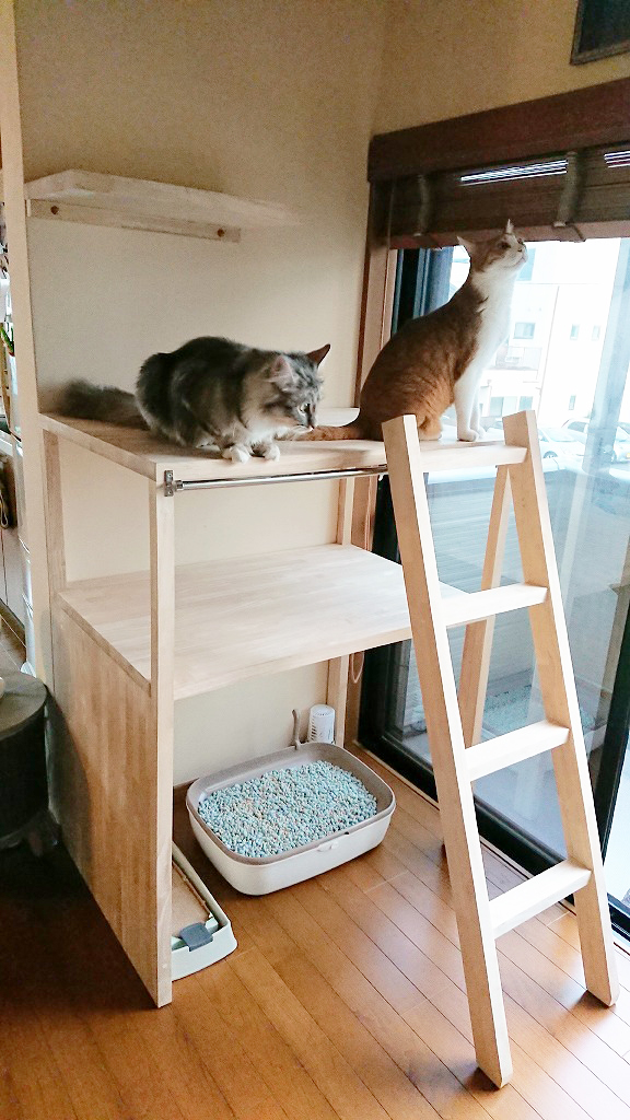 京都市中京区　新しい猫ちゃんを迎えるためのキャットウォーク設置工事